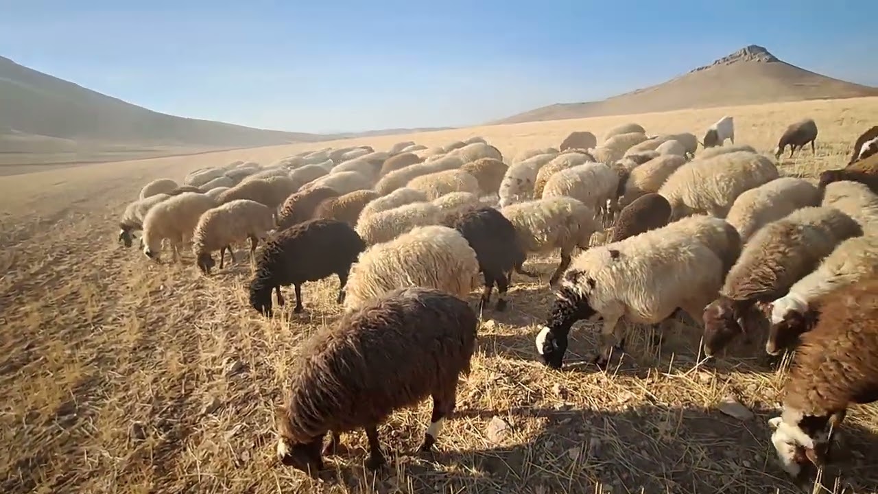 Peaceful Sheep Grazing in the Meadow – Ultimate Calm & Tranquil Countryside Vibes 🐑🌿