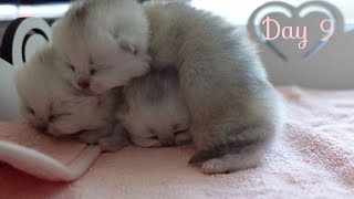 Naming My Kittens! Day 9 After Birth  |British Shorthair kittens