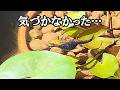 泳げないメダカが残した無言のメッセージが…