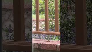 Lesser goldfinch