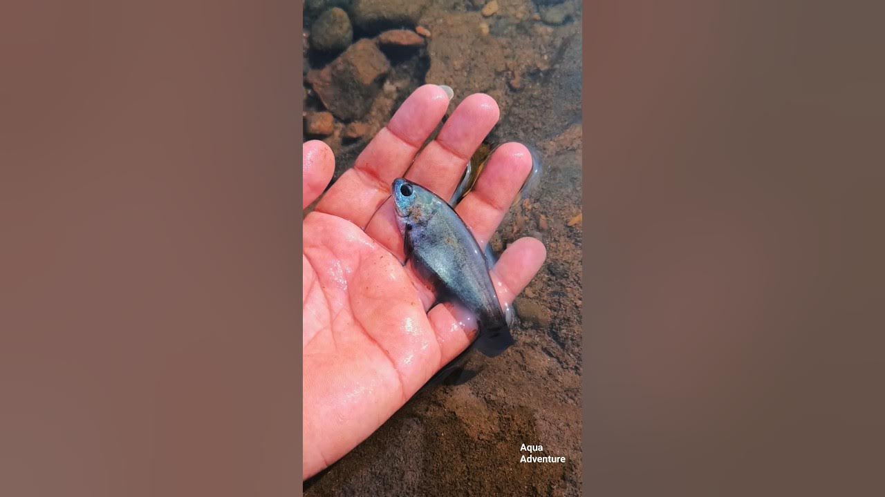 Rare* Wild aquarium Fishes 🐠 Catching local Aquarium fishes Bronze