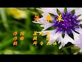 矢車草 歌/所なおみ 作曲/段匠 作詞/美知子