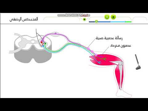 مسار قوس الانعكاس   