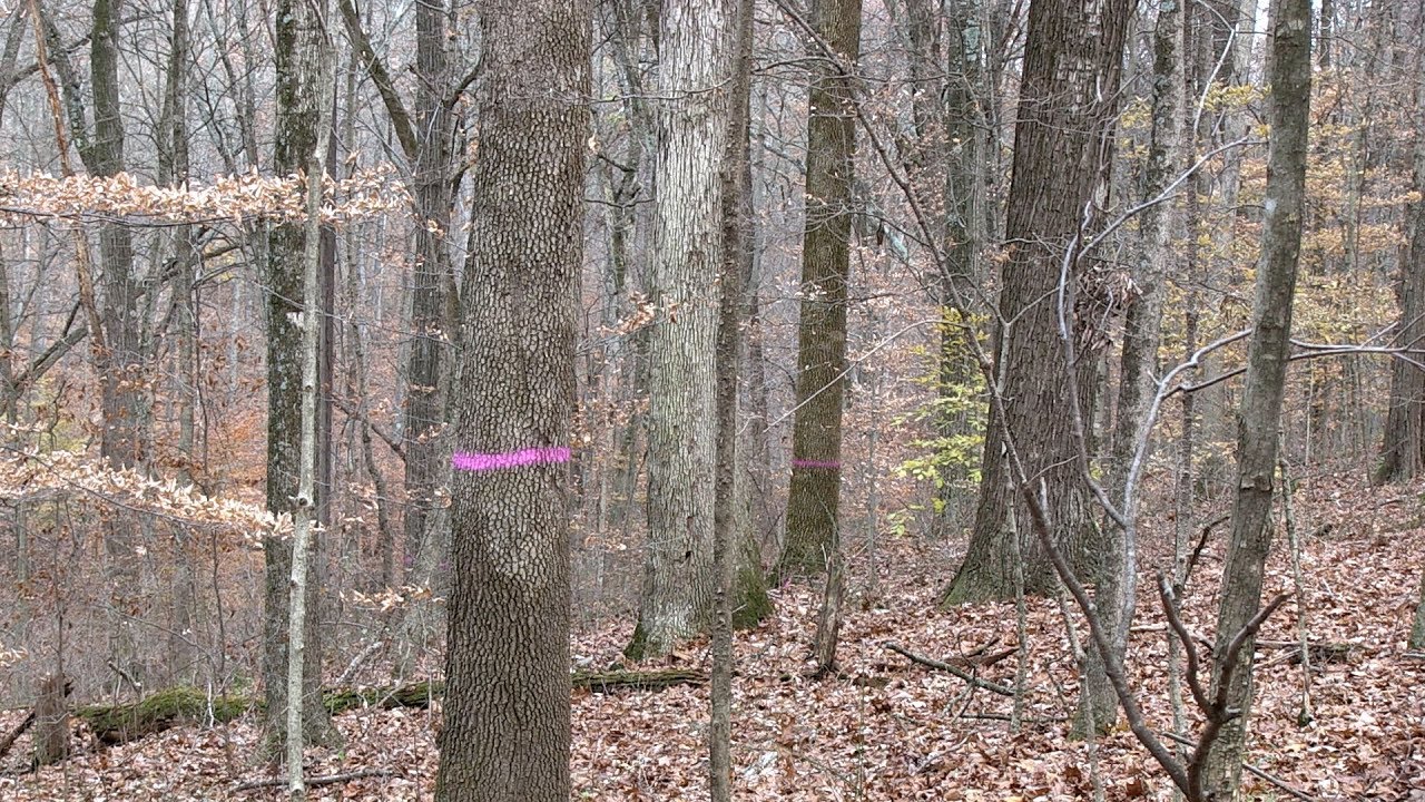 hunting simulator Yellowwood Q&A - Timber Buying and Best Management Practices
