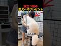 旅立つ前の愛犬へのプレゼント