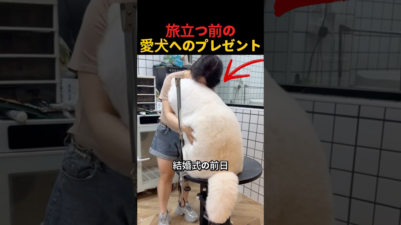 旅立つ前の愛犬へのプレゼント