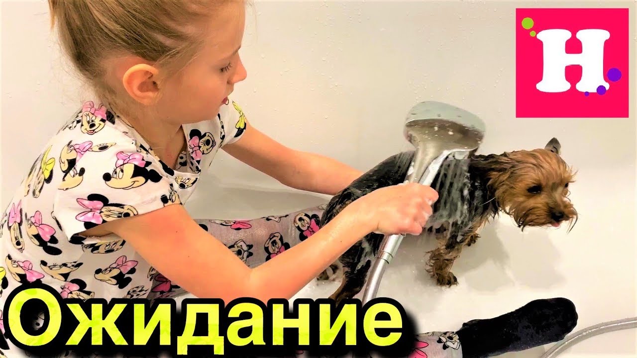 СОБАКИ: ОЖИДАНИЕ VS РЕАЛЬНОСТЬ / Жизнь с Майклом