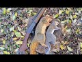 Squirrel hunting compilation bushy tail bonanza 