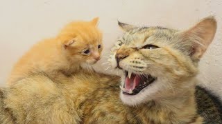 Adopted Kitten Shivers with Fear when BIG CAT Hisses at him, POOR KITTEN Nursed by Foster MOM CAT