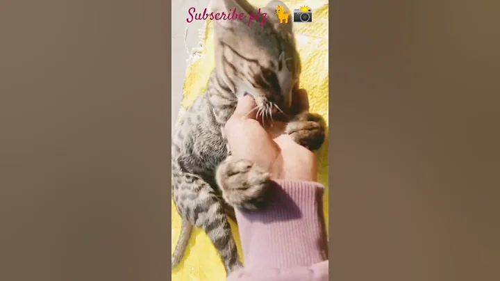 Video 11794091: kitten kittycat pets, animal cat pet kitten, kitty cat adorable, cat love kitty, feeding cat funny