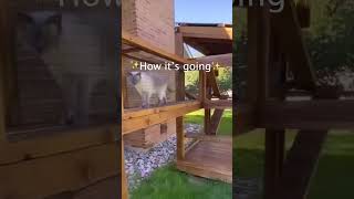 Our Catios Have Come A Long Way Since We First Started. Check Out Our Progress