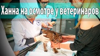 У рыси проблемы с животиком, пришли на приём к ветеринарам У рыси проблемы с животиком, пришли на приём к ветеринарам