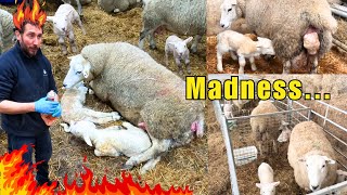 Lambing Chaos: Sheep and Lambs Everywhere...