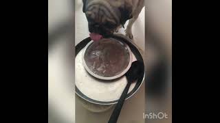 pug Shell enjoying popped ragi flour mixed with milk n non-veg dog biscuit pieces .