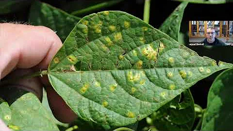 2023 Getting It Right Dry Bean Production:  Disease Management with Sam Markell and Michael Wunsch