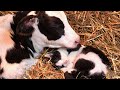 中村倫也も癒された!おそろいの柄の子ウシと子ネコ/映画『劇場版 岩合光昭の世界ネコ歩き あるがままに、水と大地のネコ家族』本編映像