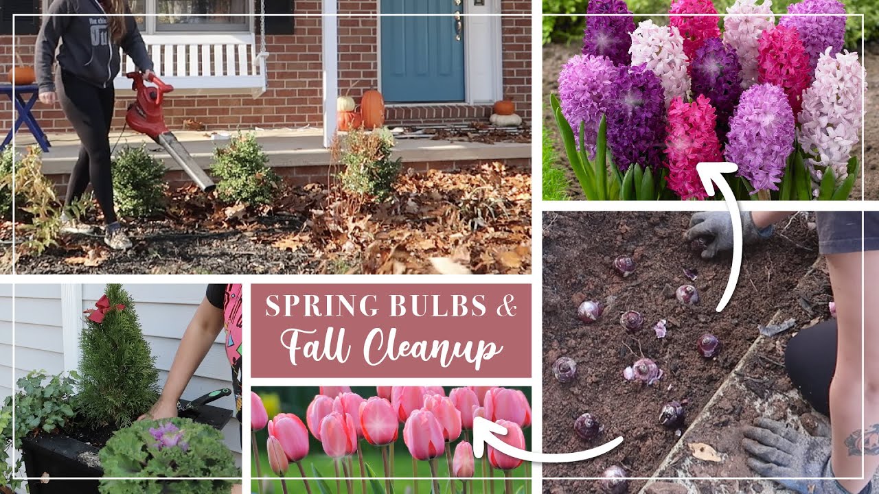 Planting Bulbs for Spring & Fall Yard Clean Up