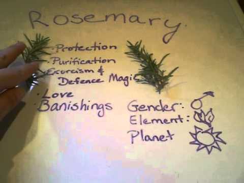 Video: Useful And Magical Properties Of Rosemary