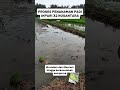 PROSES PENANAMAN PADI INPARI 32 NUSANTARA #shorts