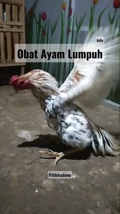 info Obat Ayam Lumpuh Jalan Sempoyongan #ekorlidi #shorts