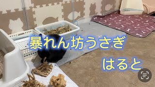 暴れん坊うさぎの三男はるとくん#rabbit #うさぎ #うさぎのいる暮らし #癒し #可愛い