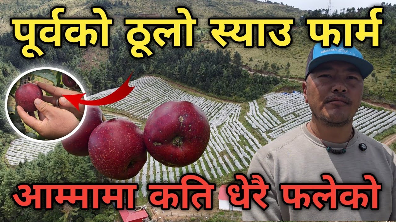 चाइनिज स्याउलाई टक्कर दिने सोलुको स्याउ फार्म || नेपालमै यति ठूलो स्याउ फार्म सञ्चालनमा आयो