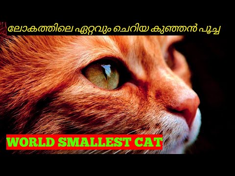 ഇതാണ് ലോകത്തിലെ ഏറ്റവും ചെറിയ കുഞ്ഞൻ പൂച്ച | World Smallest Cat | Rusty Spotted Cat | Malayalam