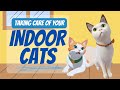 Taking Care of Indoor Cats