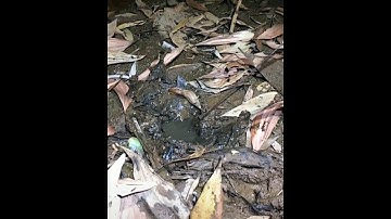 Eel fishing -Catch Eels From Hole Using Hook