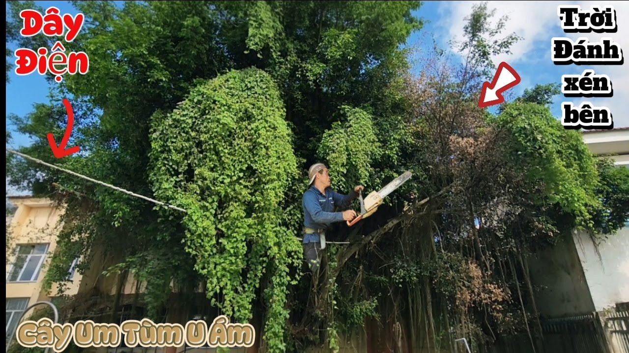 Cưa cây xanh tàn khổng lồ / Sawing down giant green tree | 1/2 | P25