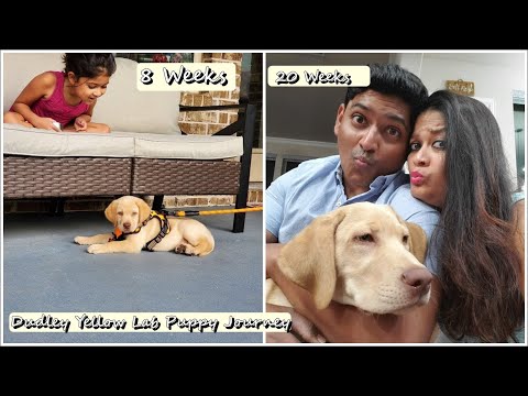 3 Months Journey with Our Dudley Labrador Puppy| From 8 Weeks to 20 Weeks Lab Puppy| Fun time