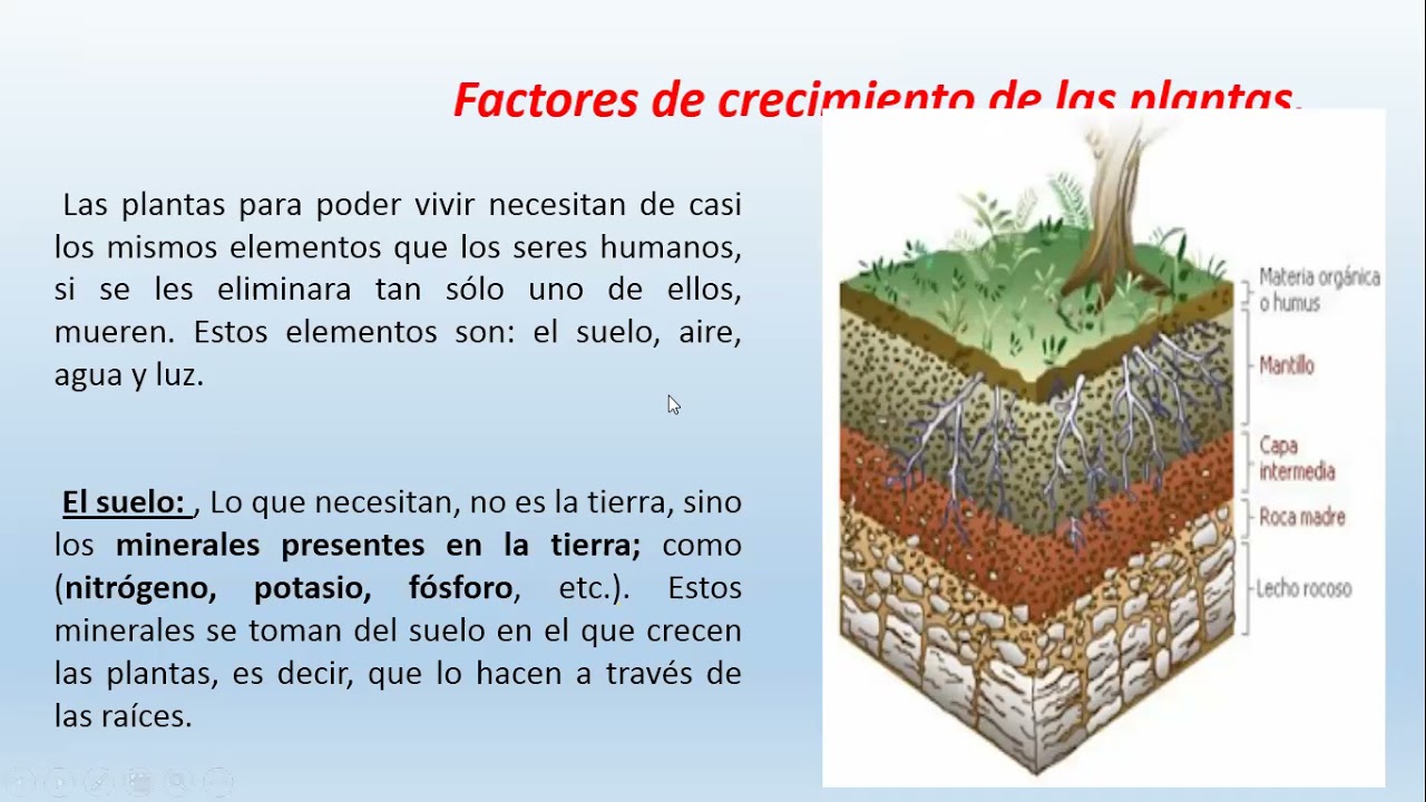 Factores Que Intervienen En El Crecimiento De Las Plantas