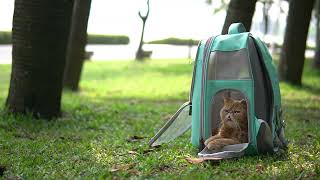 Lollimeow Cute Pet Carrier Backpack Lollimeow Pet Carrier Backpack For Dogs And Cats Puppies Fully Ventilated Review