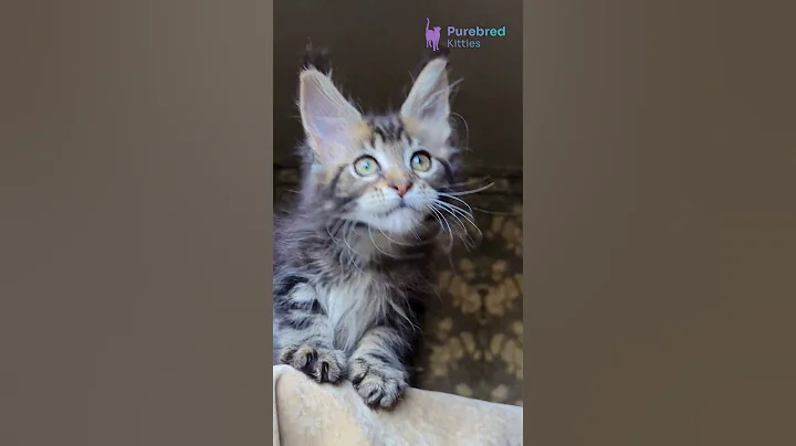 Video 11505001: mainecoons mainecoonkittens kitten, tabby maine coon kitten, black tabby maine coon, maine coon female kitten