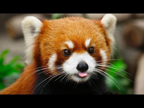 The Red Panda Or The Firefox Youtube The Red Panda Or The Firefox Youtube