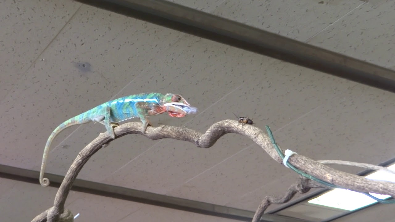 カメレオン捕食 Chameleon Predator Youtube カメレオン捕食 Chameleon Predator Youtube