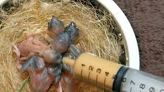 Hand Feeding Baby Birds (Canary & Gouldian Finch) 20220313