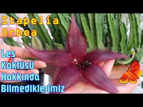 Video: Çeşitli Türlerde Stapelia - Evde Dikim Ve Bakım özellikleri + Fotoğraf