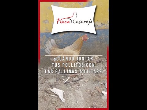 Video: Cuidado de las flores de gallinas y pollitos: qué hacer cuando mis gallinas y pollitos están floreciendo