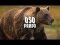 OSO PARDO | Mini Documental