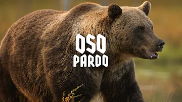 ¿Qué se come un oso pardo?