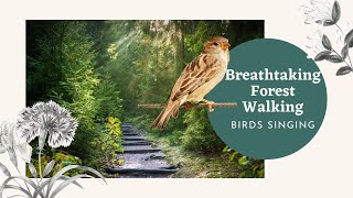 Breathtaking Forest walking with Birds Singing for Forest Lovers