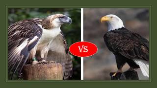 Philippine eagle vs Bald eagle fight- who will win?