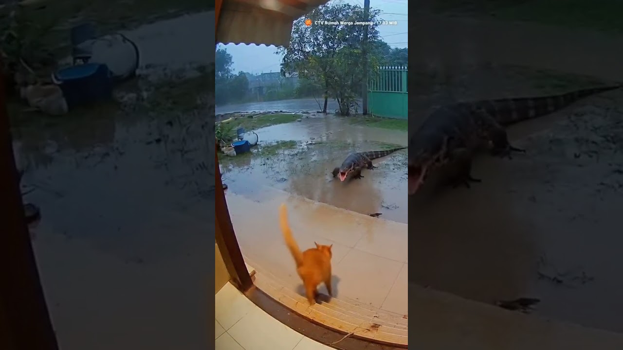 🌊 Caught on CCTV! An Orange Cat's Heroic Action Against a Monitor Lizard Amidst Flood Remains!