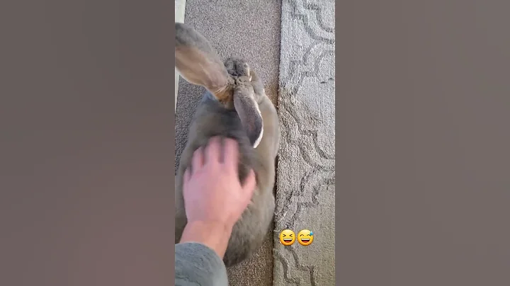 Think he likes that 🙂🤭 (flemish giant rabbit Peter) fluffy bunny 🐰