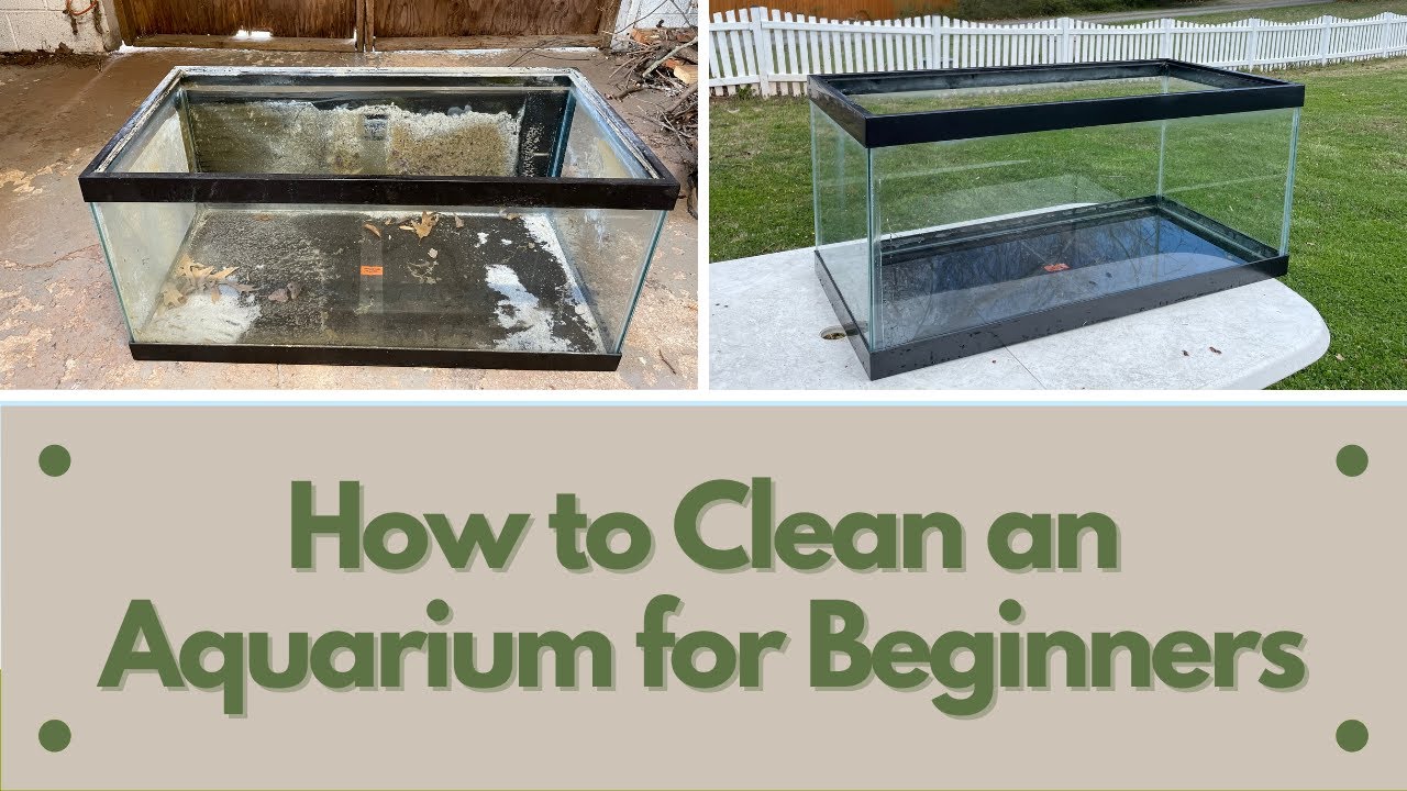How To Clean a Used Aquarium For Beginners YouTube