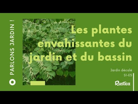 Vidéo: Alternatives végétales non agressives pour la zone 4 : Éviter les plantes envahissantes courantes dans la zone 4