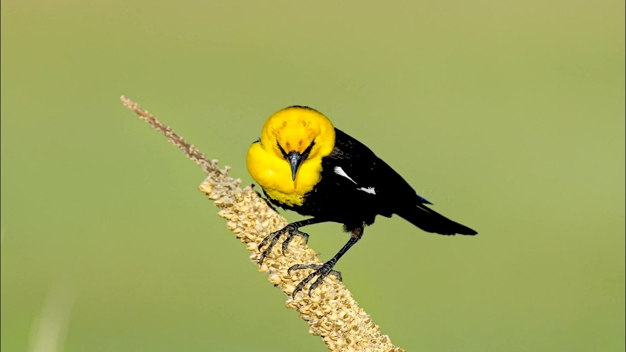 🦜Music Relaxing Music Birds Sounds