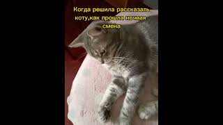 Мой Главный Слушатель 🤭😂 #Cat #Shortscats #Funny #Catscatscats #Talkingcats #Musicplayer #Cat