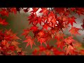 Enjoying the Autumn Colors